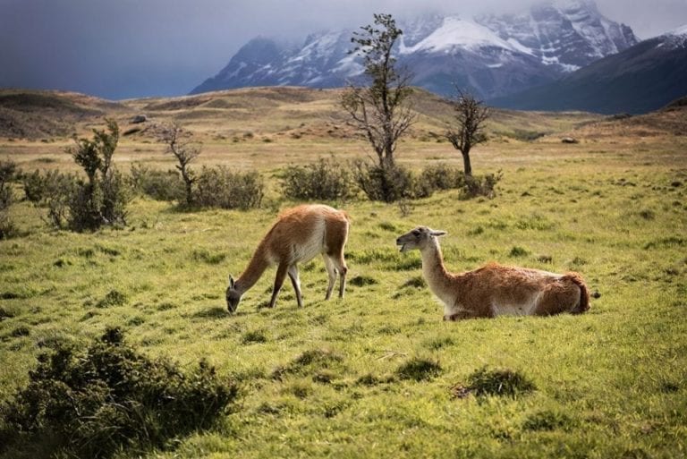 13 most interesting birds and animals in Torres del Paine and Patagonia