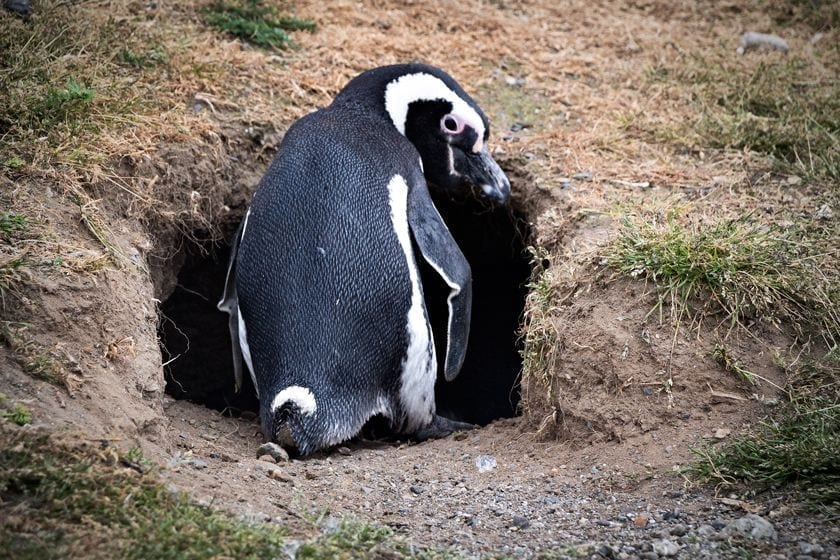 a Magellanic penguins entering its burrow on Isla Magdalena, a small island close to Punta Arenas.