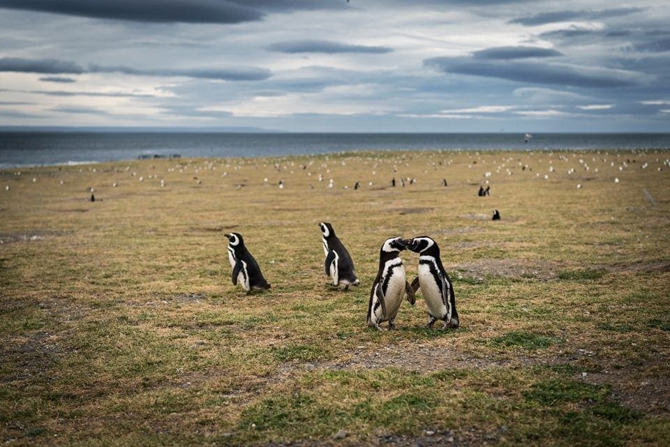 Magellanic penguins on Isla Magdalena