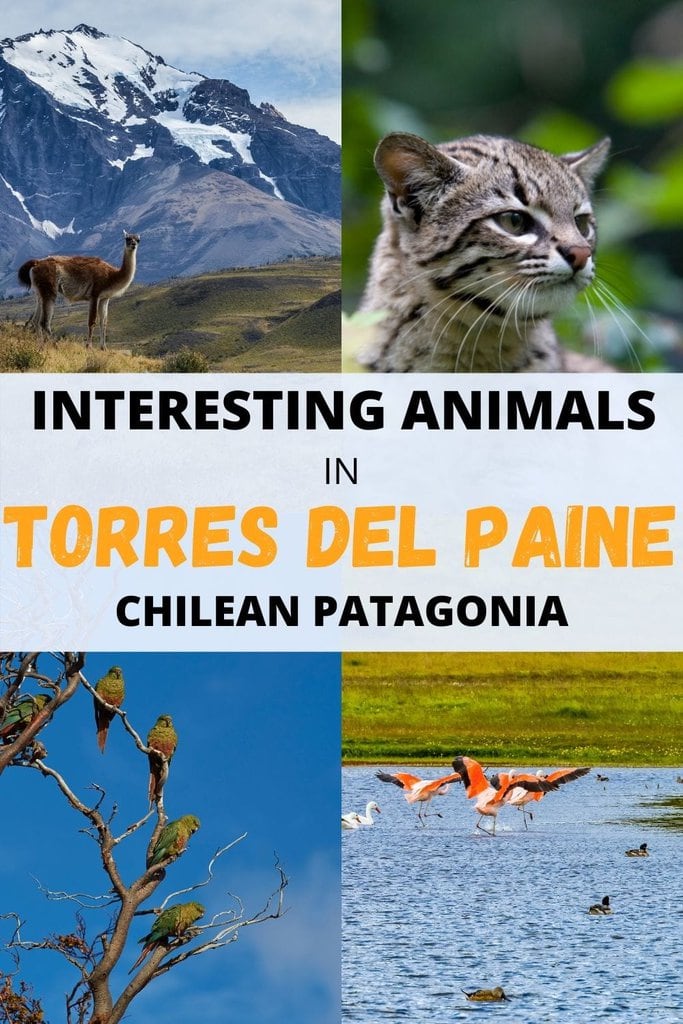 13 crazy birds and animals in Torres del Paine(and Patagonia)