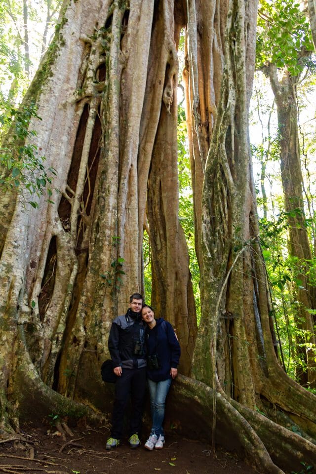 a couple near a huge tree in Costa Rica