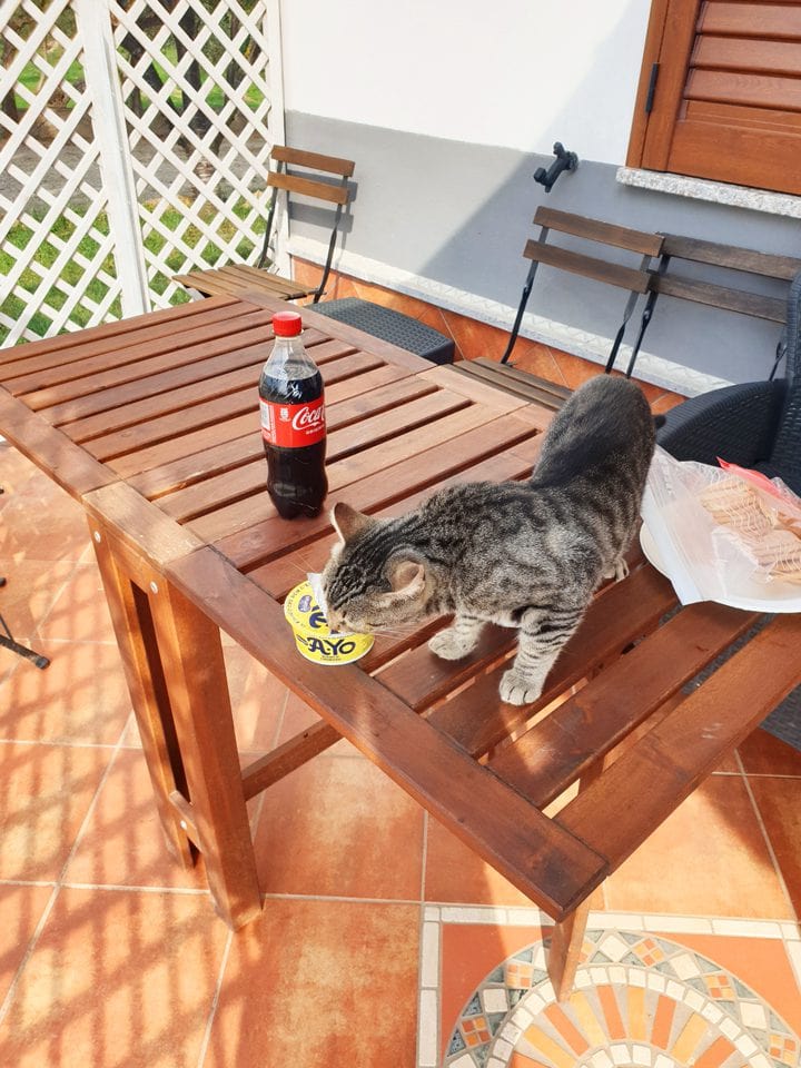 cat eating a yoghurt