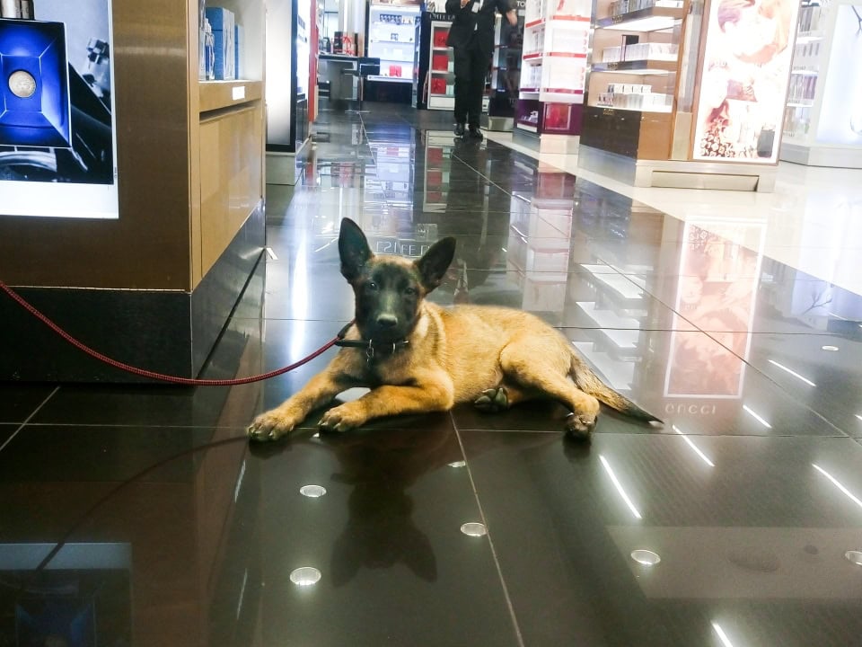 customs dog in training in an airport