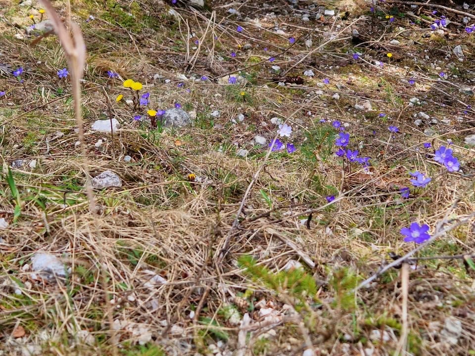 blue and yellow spring flowers in the forest by river boite in dolomites italy