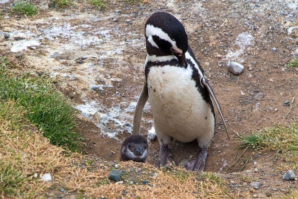 baby penguin with a parent on isla magdalena punta arenas patagonia