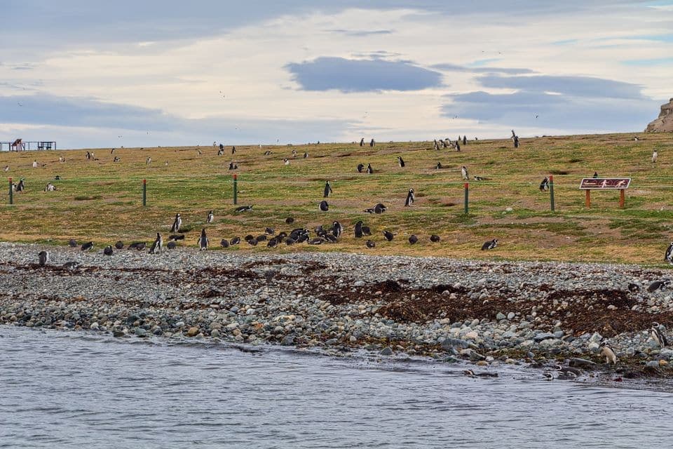 goign away from isla magdalena punta arenas patagonia