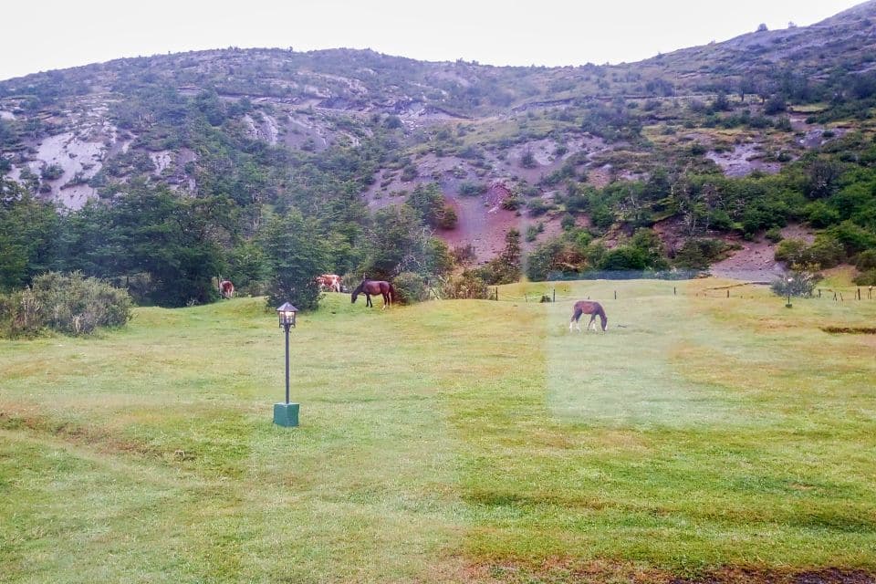 horses in torres del paine patagonia chile