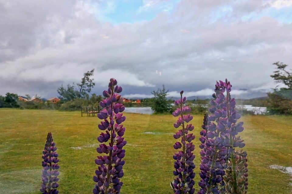 lupines in our hotel in torres del paine patagonia chile