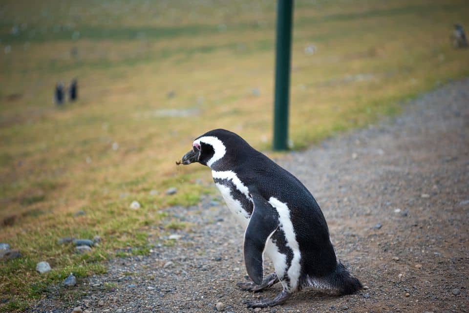 a penguin crossing a trail on isla magdalena near punta arenas patagonia chile