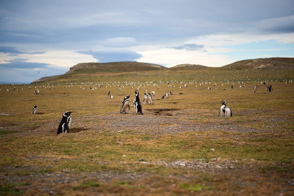 a lot of penguins on isla magdalena punta arenas patagonia