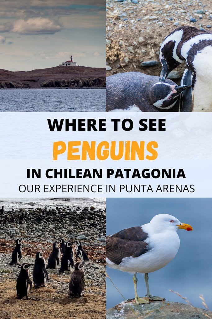 Where to see penguins in Punta Arenas | Yes, there are penguins in South America! If you go to Patagonia, you can see Magellanic penguins on a day trip from Punta Arenas - on Isla Magdalena. Learn how right in this article. | Magellanic penguin baby | Punta Arenas penguins |