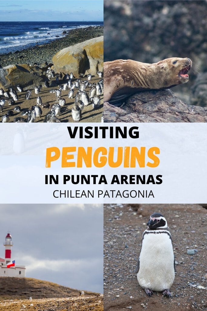 Where to see penguins in Punta Arenas | Yes, there are penguins in South America! If you go to Patagonia, you can see Magellanic penguins on a day trip from Punta Arenas - on Isla Magdalena. Learn how right in this article. | Magellanic penguin baby | Punta Arenas penguins |