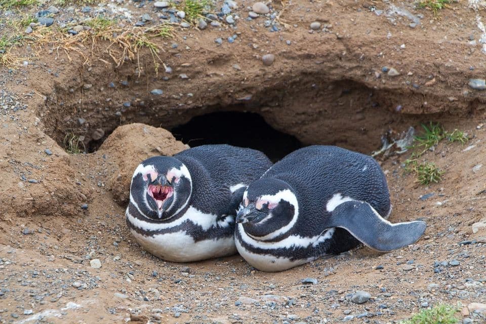 screaming penguin isla magdalena punta arenas patagonia