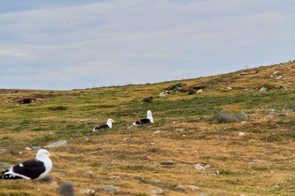 other birds on isla magdalena punta arenas patagonia