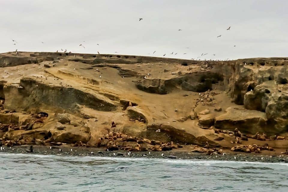 seals and sea lions on isla marta punta arenas patagonia torres del paine