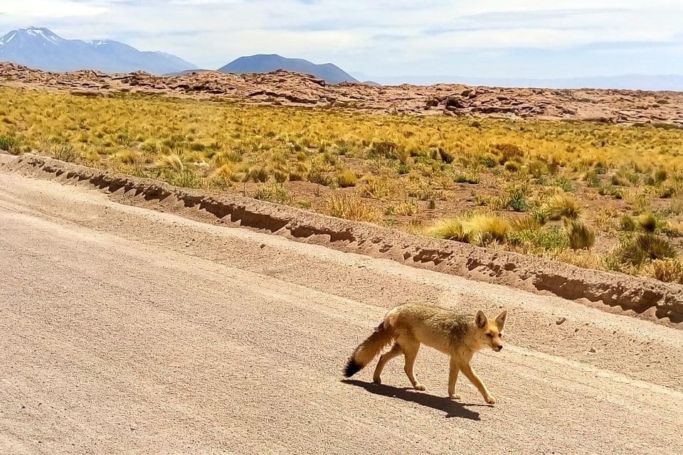 zorro culpeo in atacama chile